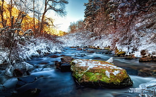 river near the forest painting HD wallpaper