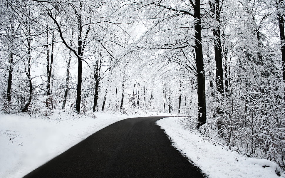 black pathway between black trees HD wallpaper
