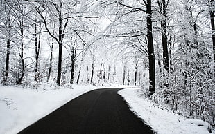 black pathway between black trees