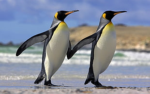 two emperor penguins, penguins, couple, sea HD wallpaper