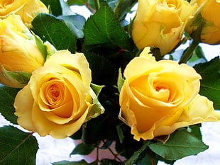 yellow rose flowers HD wallpaper