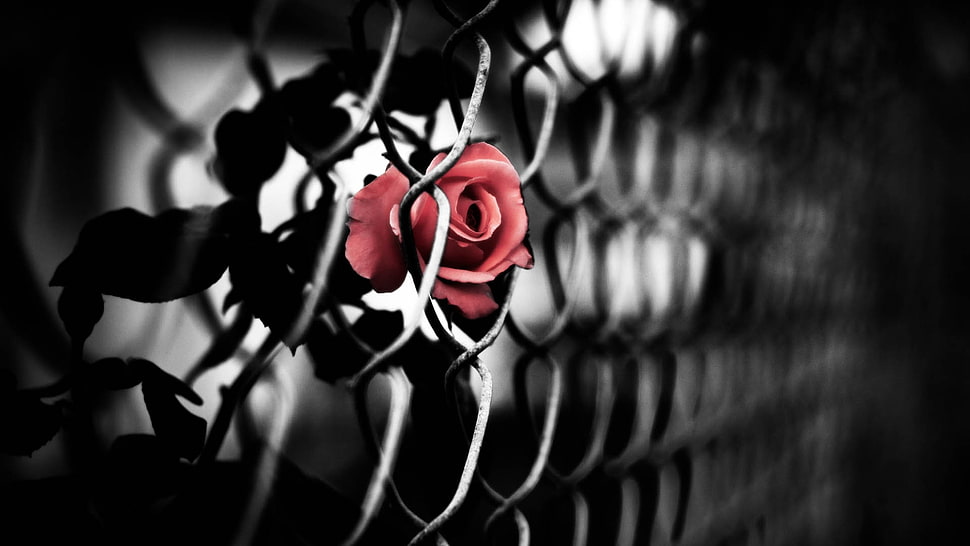 selective photography of red Rose flower near wire fence HD wallpaper