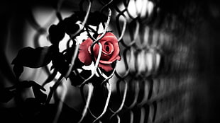 selective photography of red Rose flower near wire fence