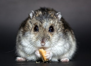 brown and white hamster eating photograph