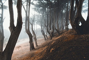 tree trunks, forest, nature