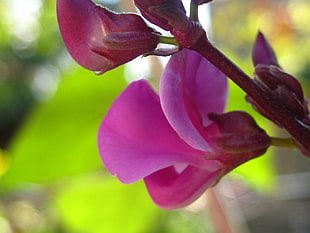 close-up photo of Sweet pea flower HD wallpaper