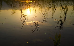 yellow sunset and green grass on water