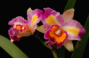 purple-and-orange moth orchid