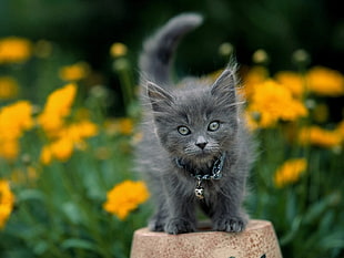 selective photo of grey kitten
