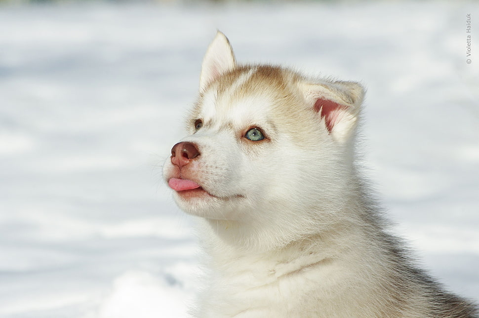 animal photography of Alaskan Malamute puppy HD wallpaper