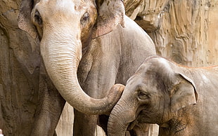 elephant and cub