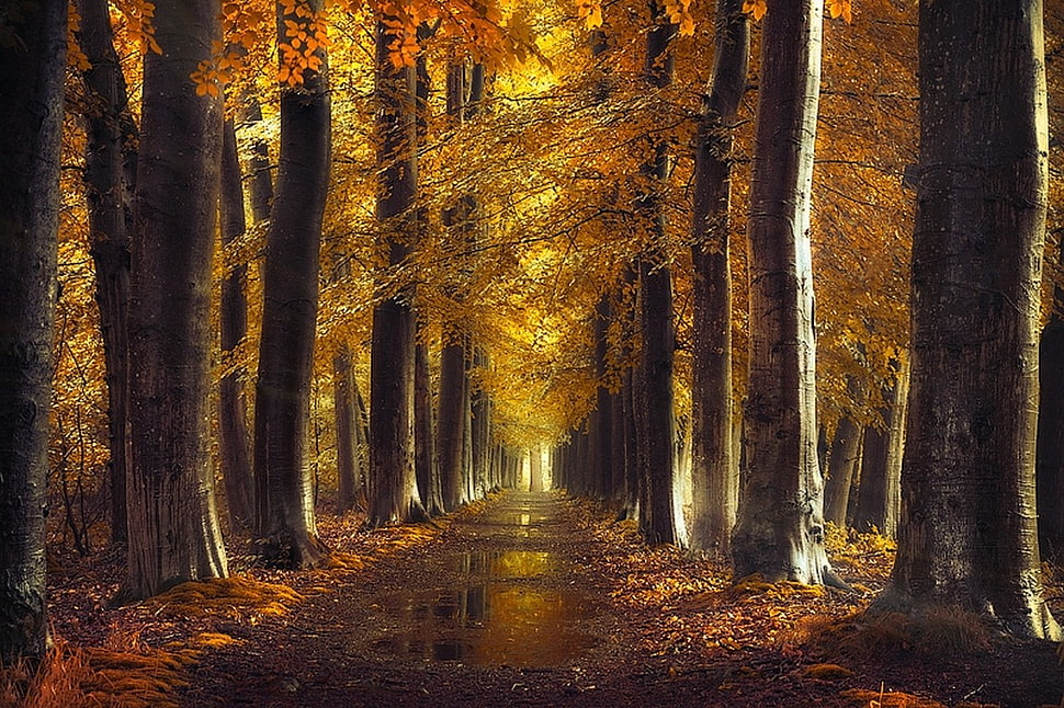 orange leafed trees photo, fall, gold, path, trees HD wallpaper