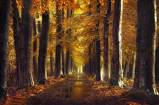 orange leafed trees photo, fall, gold, path, trees