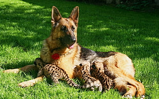 black and brown German shepherd with three leopard cubs