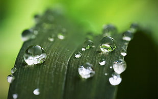 shallow focuc photography water droplets HD wallpaper