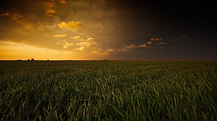 green field under yellow sky during sunset