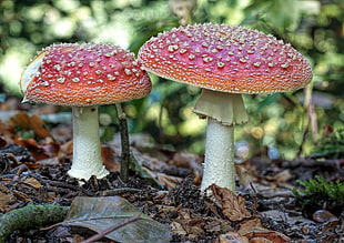 two red-and-white mushrooms, nature, mushroom