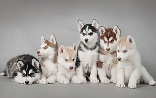 six Siberian husky puppies, puppies HD wallpaper