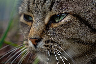 shallow photography of brown tabby cat