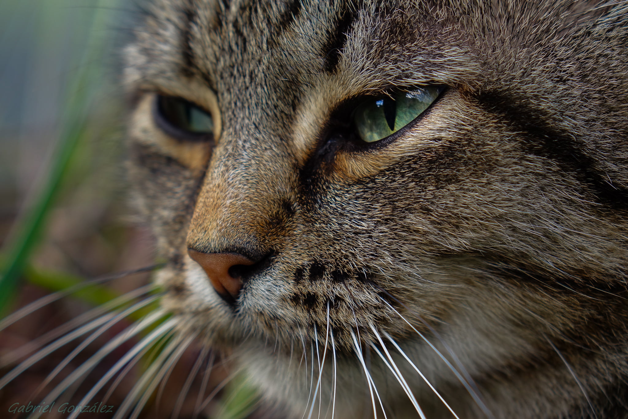 shallow photography of brown tabby cat