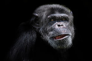 closeup photo of black monkey