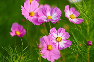 selective focus photographed of pink and white cosmos flower