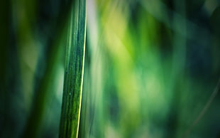 blurred, plants HD wallpaper