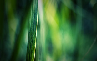 blurred, plants