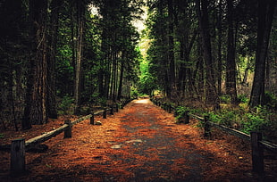 green leafed trees, forest, pathway, nature