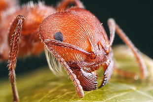 fire ant, insect, ants, animals HD wallpaper