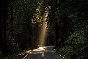 brown and black wooden table, nature, road, trees, sun rays