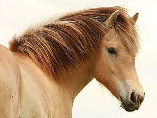 brown coated portrait horse