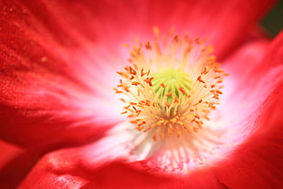 Macro photography of red petaled flower, corn poppy, papaver rhoeas