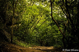 green leafed tree, nature, landscape, Brazil, Rio de Janeiro HD wallpaper