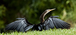 bird spreading her wings on green grass field