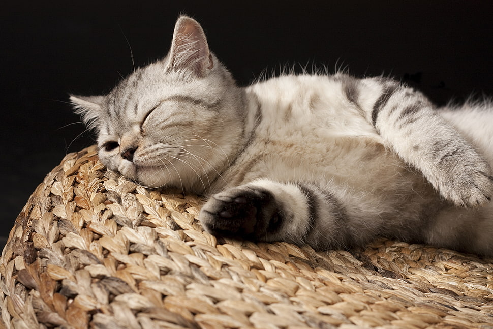 silver Tabby cat sleeping on wicker chair HD wallpaper