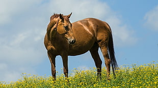 brown horse, animals, horse, yellow flowers