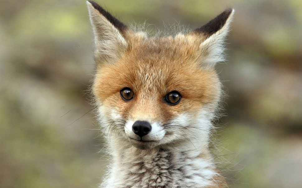 brown and white Fox closeup photo HD wallpaper