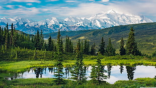 green leafed trees, Alaska, nature, landscape, mountains