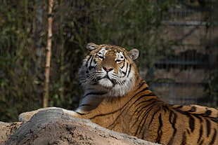 reclining tiger HD wallpaper