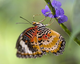 painted lady butterfly perched on purple flower, nice HD wallpaper