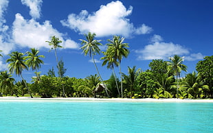 photo of palm trees at seashore