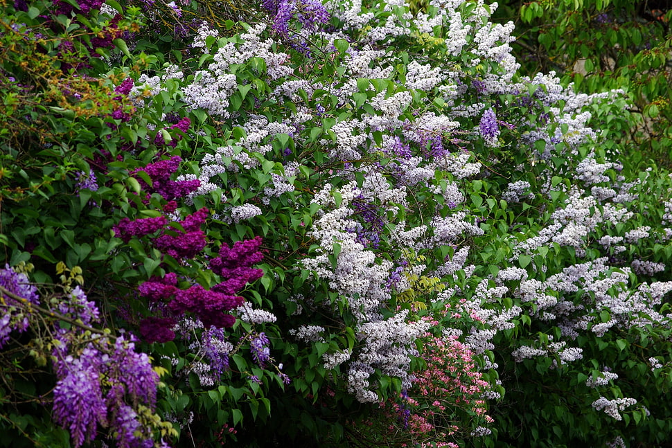 purple, pink, and white Lilac flower field at daytime HD wallpaper