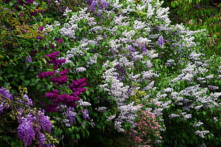 purple, pink, and white Lilac flower field at daytime