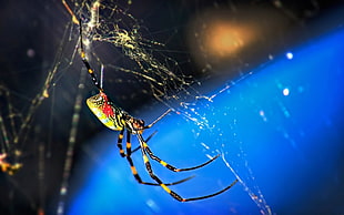 tilt shift lens photography of yellow and black Garden spider hanging on web