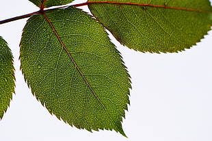macro photography of green sharp edge leaf