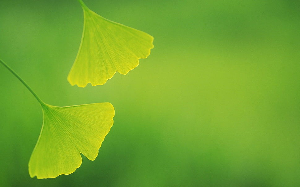 closed up photo of two gingko leaves HD wallpaper