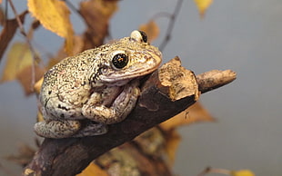 gray and black frog on tree branch