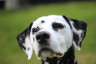 shallow focus photo of adult Dalmatian dog