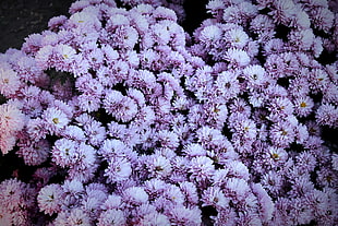 purple flowers, flowers, spring, Russia